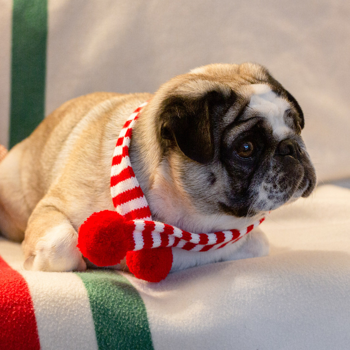 Christmas Gifts For Pets & Pet People