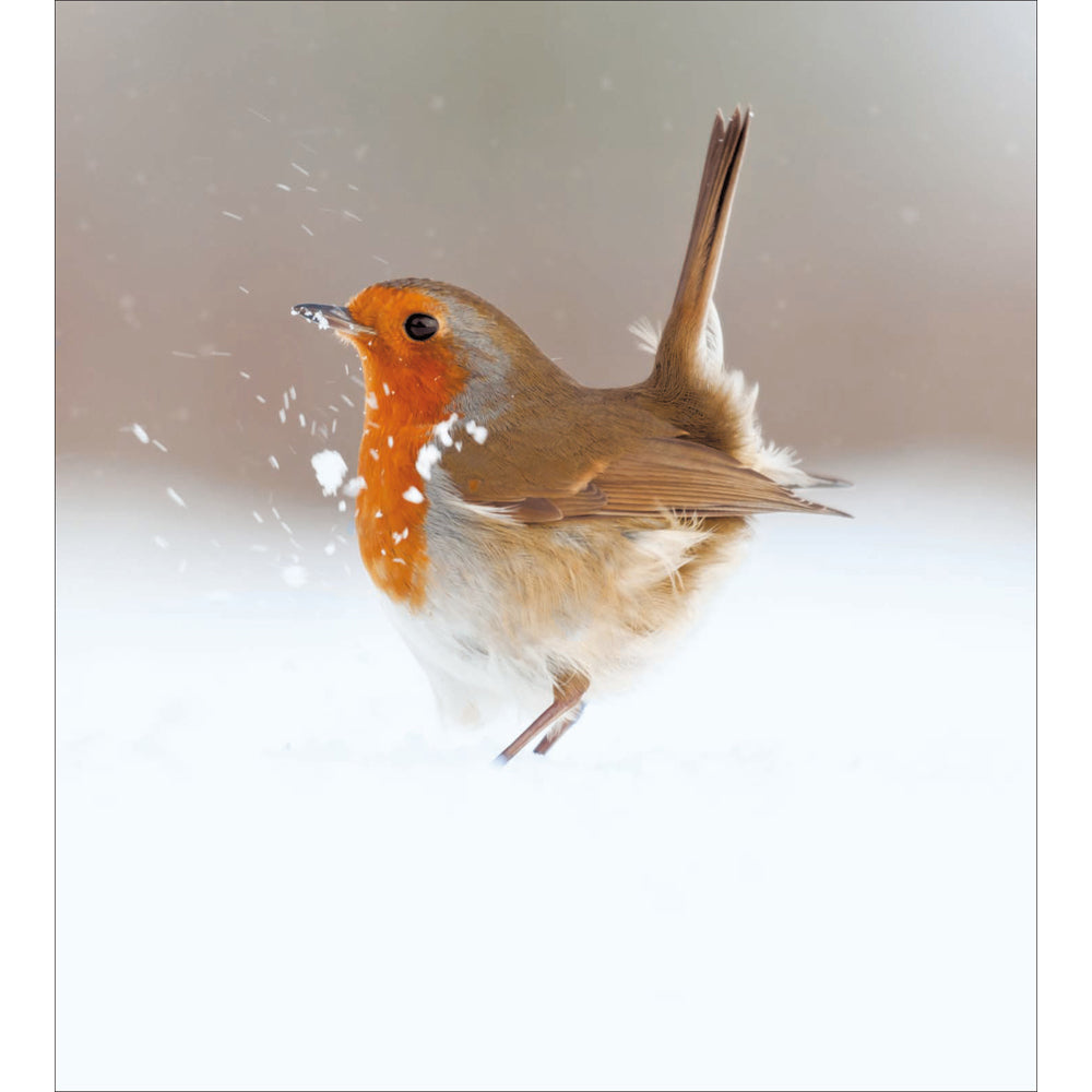 Friendly Robin Charity Christmas Cards 5pk by penny black