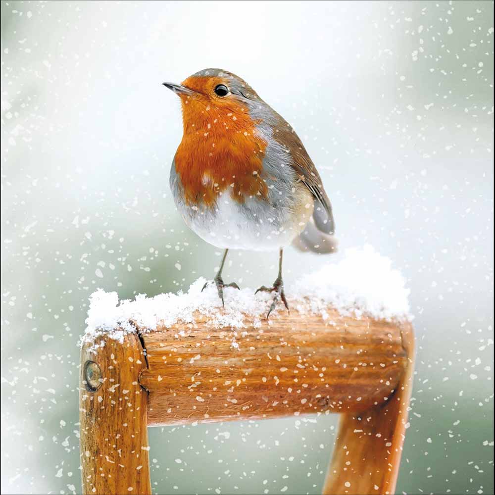 Robin Perched on a Spade Photographic Christmas Card by penny black