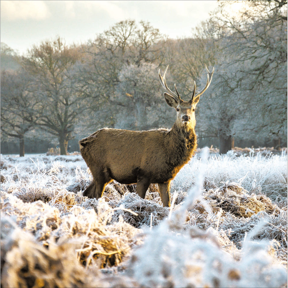 Stag on the Moor Photographic Christmas Card by penny black