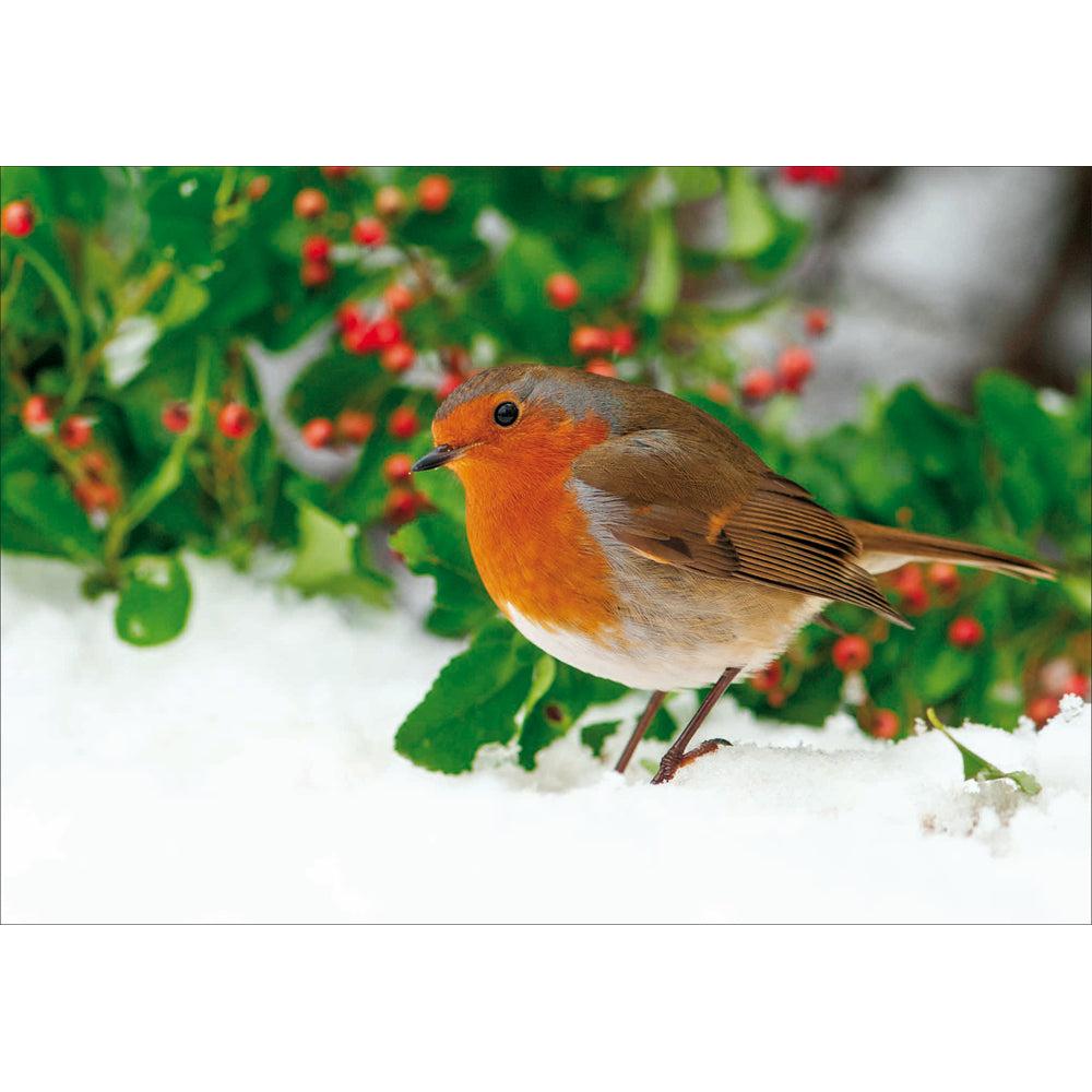 National Trust Christmas Charity Card Set 20 Pk - Robin design by penny black