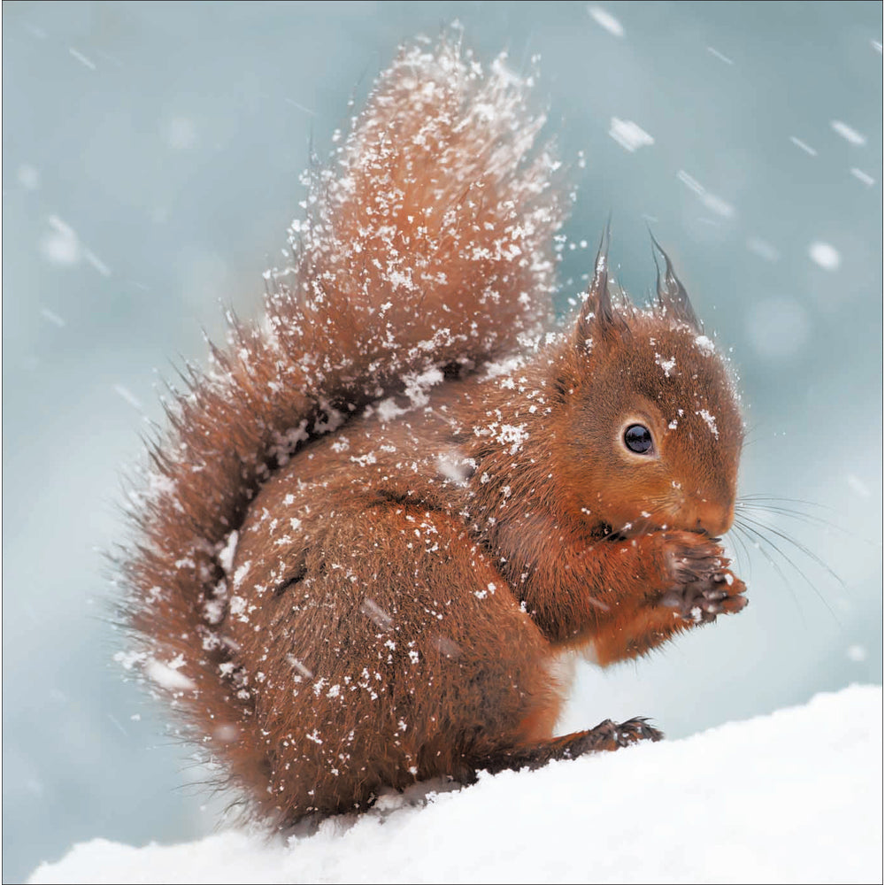 National Trust Christmas Charity Card Set 20 Pk - red squirrel design by penny black