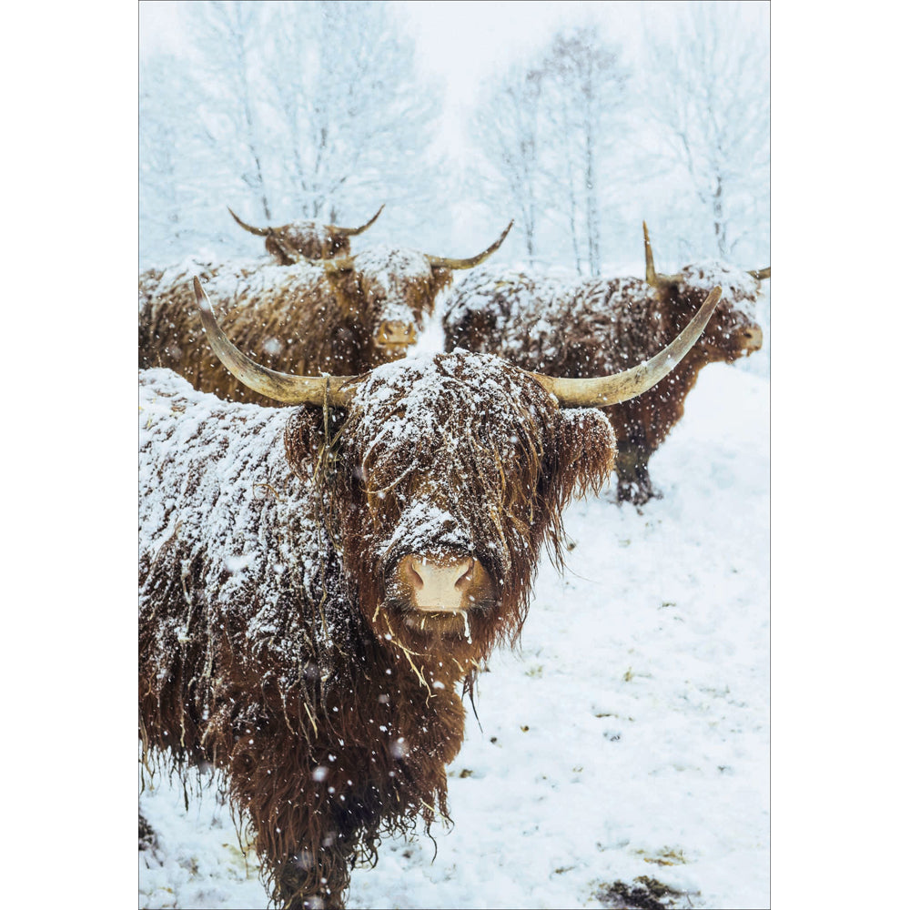 National Trust Christmas Charity Card Set 20 Pk - highland cattle design by penny black