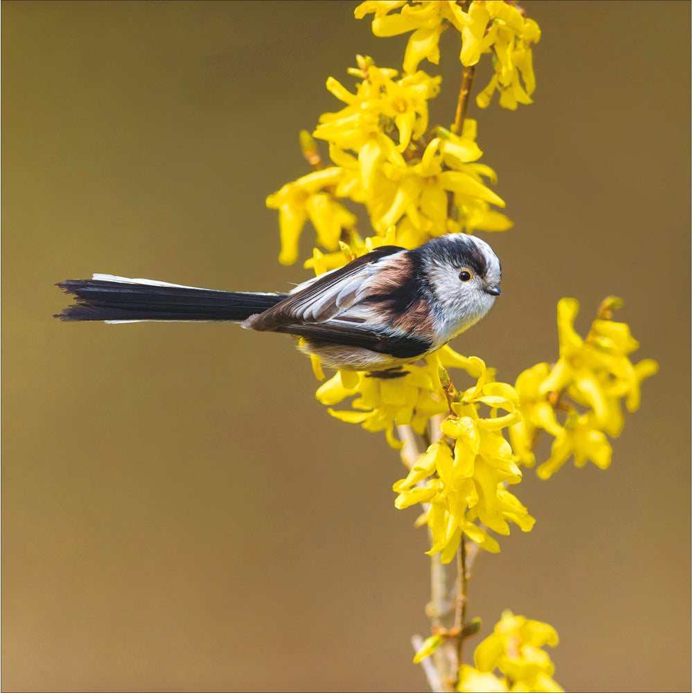 Long-Tailed Tit Perched On Forsythia Photographic Card by penny black